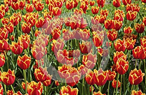 Spring formation of tulips