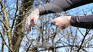 Spring formative pruning of the tree and formation of the tree crown.