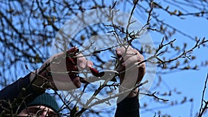 Spring formative pruning of the tree and formation of the tree crown.