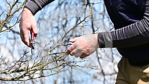 Spring formative pruning of the tree and formation of the tree crown.