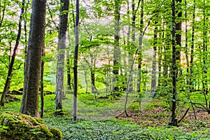 Spring Forrest Sunset photo