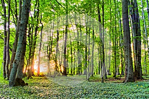 Spring Forrest Sunset photo