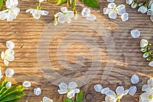 Spring frame with cherry flowers