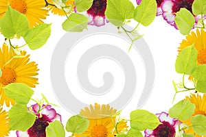 A spring frame with linden tree branches, yellow chamomile and pink flower buds, branches and leaves isolated on white background.