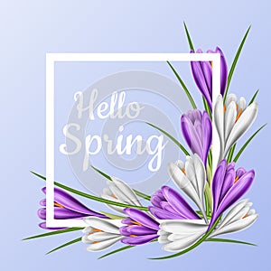 Spring frame with purple and white crocus flower