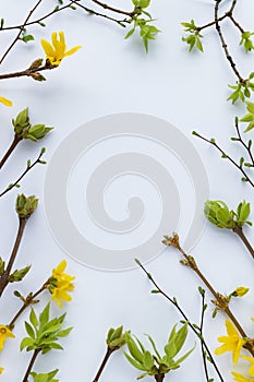 Spring frame from twigs with first leaves and flowers.