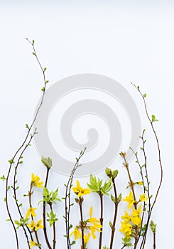 Spring frame from twigs with first leaves and flowers. On a white background.