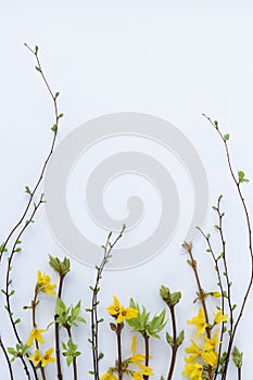 Spring frame from twigs with first leaves and flowers. On a white background.