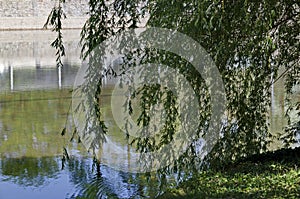 Spring with fresh branches of White Willow or Salix alba, beautiful tree on the shore of Lake Ariana