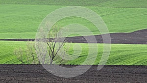 Spring fresh green field and plowed fertile soil, agriculture landscape