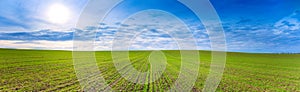 Spring fresh green grass, sun and blue clouds on the horizon Panorama