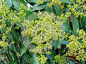 Spring on fresh green mango tree image india