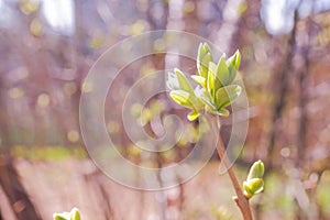 Spring fresh green sunny background. Blossoming buds and first leaves on the branches of the trees against blurred