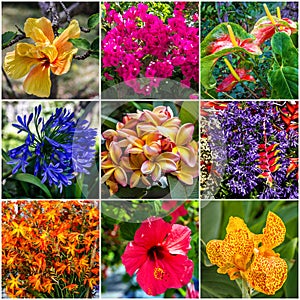 Spring fresh natural flowers mix collage, Madeira island