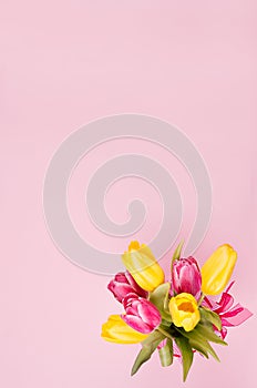 Spring fresh tulips yellow and red bouquet on pastel pink background.