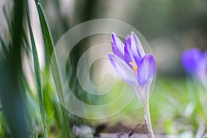 Spring fresh violet Crocus, Luxembourg
