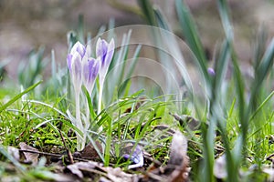 Spring fresh violet Crocus, Luxembourg