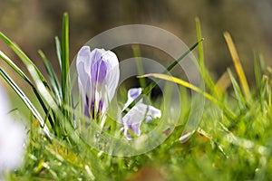 Spring fresh violet Crocus, Luxembourg