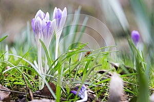 Spring fresh violet Crocus, Luxembourg