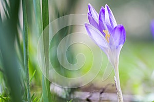 Spring fresh violet Crocus, Luxembourg