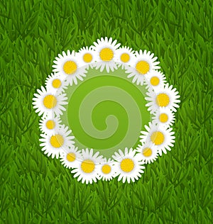Spring freshness card with grass and camomiles flowers