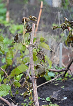 Spring frost destroyed grape harvest. Frost damage to a grapevine. A vineyard, grape buds and leaves damaged with frost