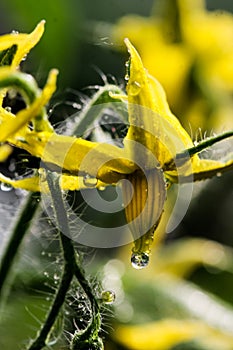 Spring in full bloom artistic macro closeup inflorescence of tomato flower. Dynamic yellow blossoms in sunlight.