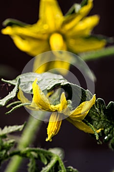 Spring in full bloom artistic macro closeup inflorescence of tomato flower. Dynamic yellow blossoms in sunlight.