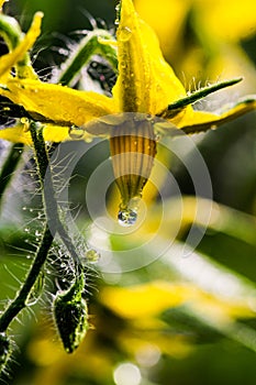 Spring in full bloom artistic macro closeup inflorescence of tomato flower. Dynamic yellow blossoms in sunlight.