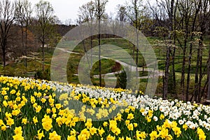 Spring in full bloom with daffodils, dogwoods and red maples at Gibbs Gardens in Georgia