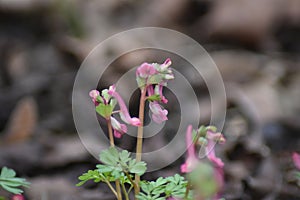 Spring fumewort Corydalis solida