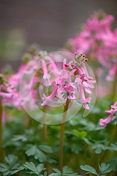 Spring fumewort Corydalis solida Beth Evans budding pink flowers