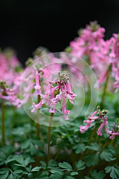 Spring fumewort Corydalis solida Beth Evans, lovely pink flowers