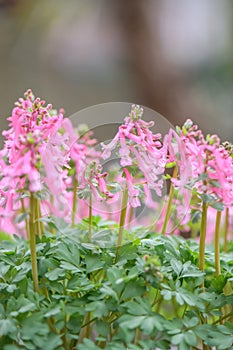 Spring fumewort Corydalis solida Beth Evans, pink flowers