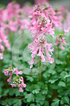 Spring fumewort Corydalis solida Beth Evans, with pink flowers