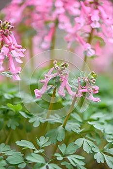 Spring fumewort Corydalis solida Beth Evans, some budding pink flowers