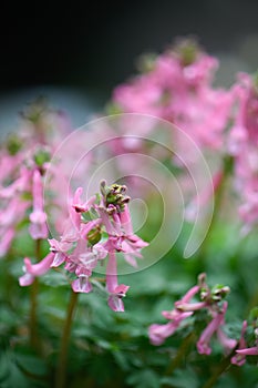 Spring fumewort Corydalis solida Beth Evans, some pink flowers