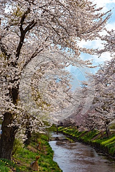 spring garden at ancient Oshino Hakkai village near Mt. Fuji, Fuji Five Lake region