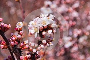 Spring garden. Blooming cherry Prunus tomentosa. Close-up of blooming cherry flowers with blur background.