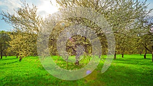 Spring garden, blooming cherry and rain clouds, panoramic time-lapse