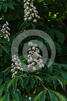 Spring garden with blooming plants