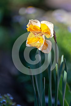 Spring is garden, blossom of big yellow-white daffodils