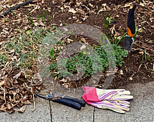 Spring garden clean up after winter weather.