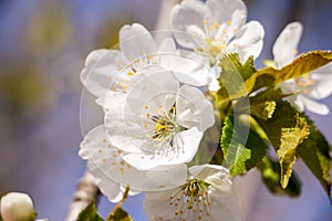 Spring garden closeup flowers blooming cherry trees