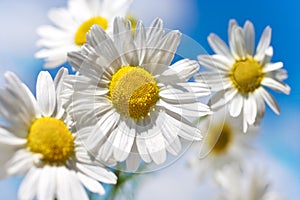 Spring in garden and fields with wild flowers: white daisy against blue sky - matricaria perforata / Scentless Mayweed photo