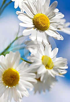 Spring in garden and fields with wild flowers: white daisy again