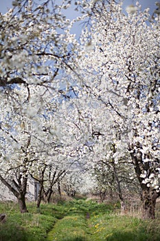 The spring in the garden - flourishing fruit trees