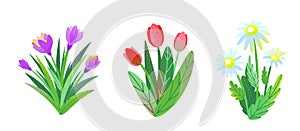 Spring garden flower bouquet set vector background with chamomile, tulip, crocus. Graphic illustration of nature bush