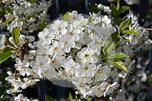 Spring garden flower cherry tree beauty