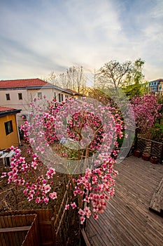 Spring garden and flowers